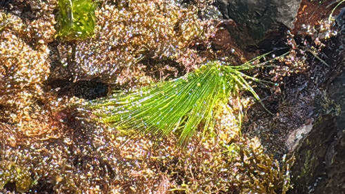 Chaetomorpha antennina observed 2025-08-10