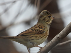 Emberiza spodocephala