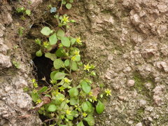 Sedum stellariifolium
