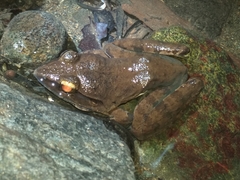 Limnonectes leporinus