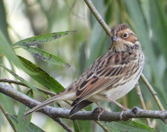 Emberiza pusilla