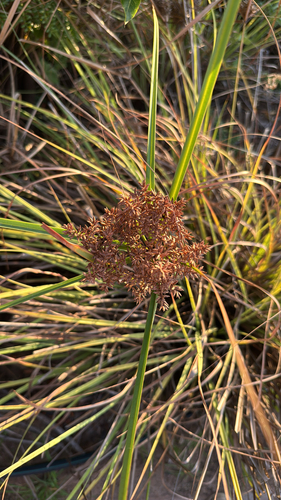 Cyperus javanicus observed 2025-08-11