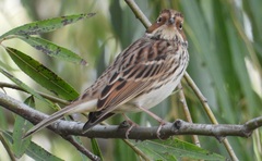 Emberiza pusilla