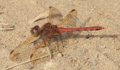 Sympetrum