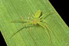 Cetratus rubropunctatus