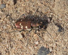 Cicindela transbaicalica