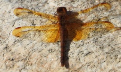 Sympetrum croceolum