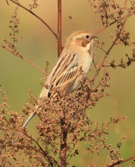 Emberiza pallasi