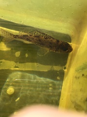 Gymnocephalus cernua