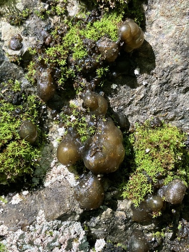 Cyanobacteria observed 2025-08-13