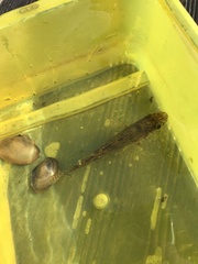 Gymnocephalus cernua