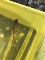 Gymnocephalus cernua