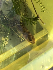 Gymnocephalus cernua