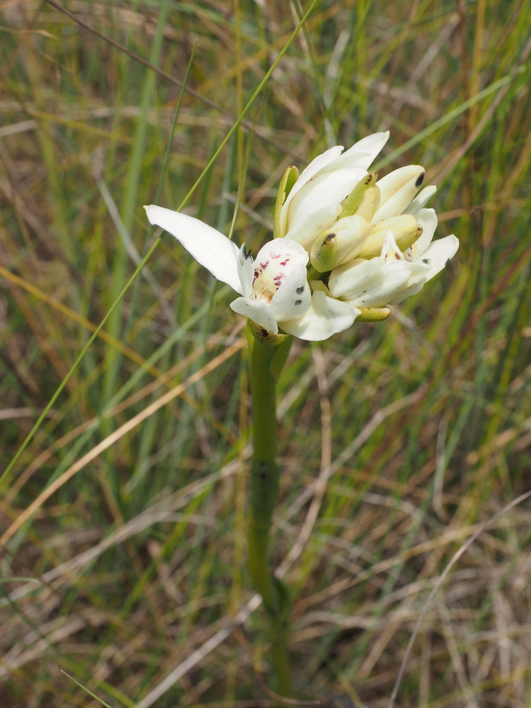 Calanthe africana