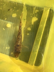 Gymnocephalus cernua