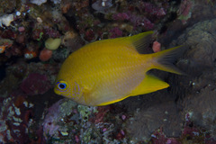 Amblyglyphidodon aureus