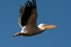 Pelecanus onocrotalus