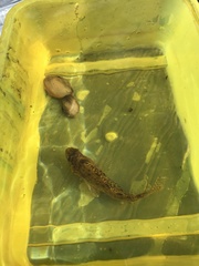 Gymnocephalus cernua