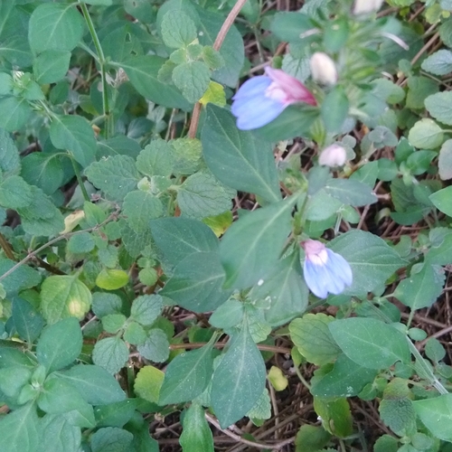 Blue Justicia (Justicia petiolaris)