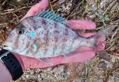 Littlehead porgy (Calamus proridens) — Sparidae — 5