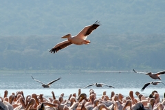 Pelecanus onocrotalus