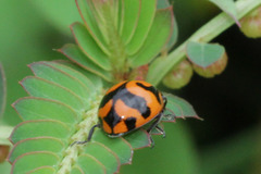 Coccinella transversalis