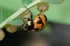 Coccinella transversalis