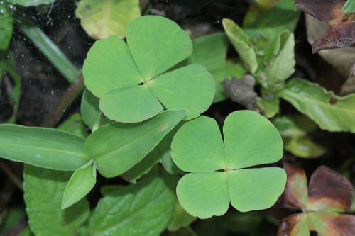 Image of Marsilea crenata by (c) Franz Anthony, some rights reserved (CC BY)