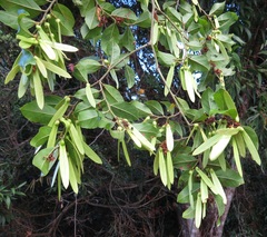 Ventilago ecorollata