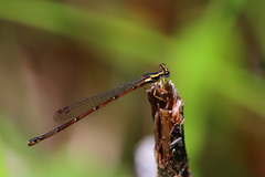 Proplatycnemis alatipes