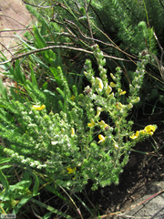 Aspalathus chortophila