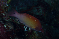 Bodianus dictynna