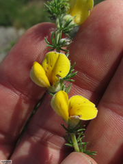 Aspalathus chortophila