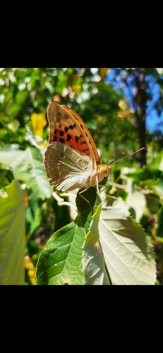 Cardinal Butterfly photo 5