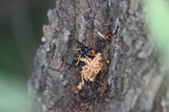 Vespa velutina nigrithorax