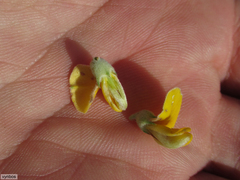 Aspalathus chortophila