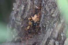 Vespa velutina nigrithorax