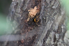 Vespa velutina nigrithorax