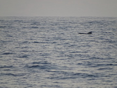 Globicephala macrorhynchus