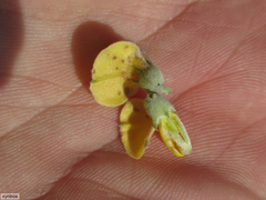 Aspalathus chortophila