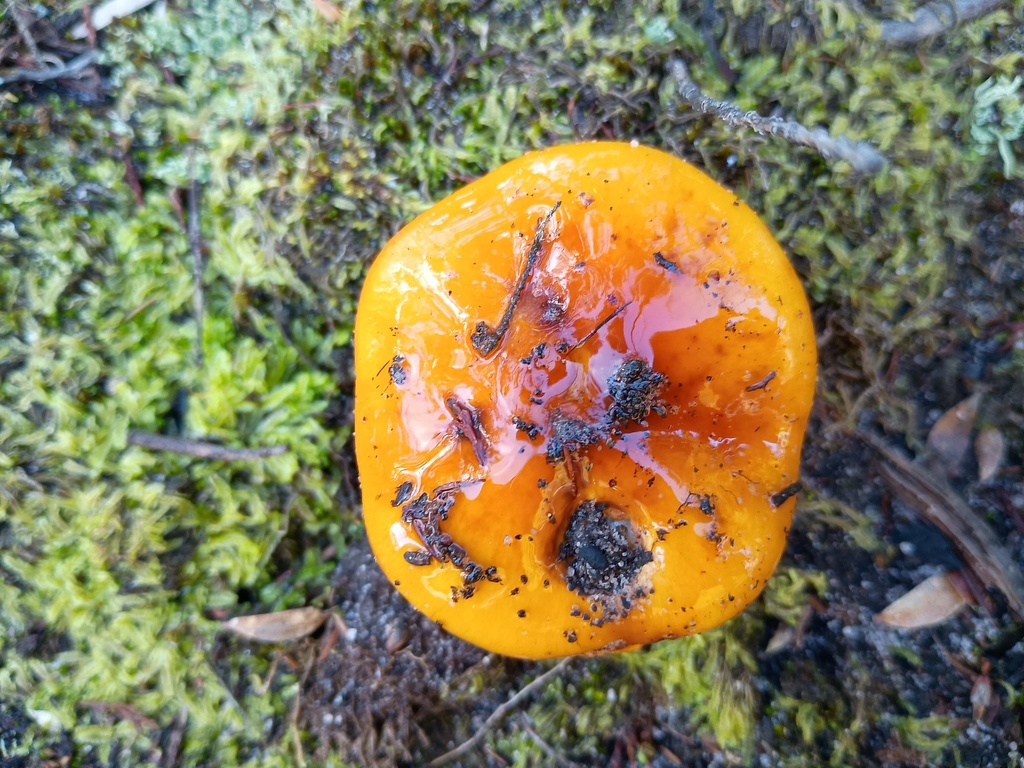Cortinarius sinapicolor · July 2025 · photo: © grampianshiker (iNaturalist, cc-by)