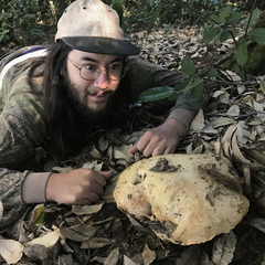 Butyriboletus persolidus