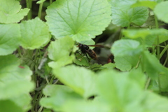 Vespa velutina nigrithorax