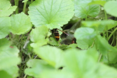 Vespa velutina nigrithorax