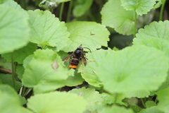 Vespa velutina nigrithorax
