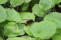 Vespa velutina nigrithorax