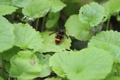 Vespa velutina nigrithorax