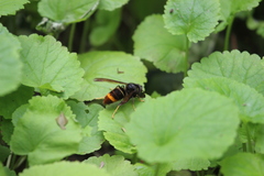 Vespa velutina nigrithorax