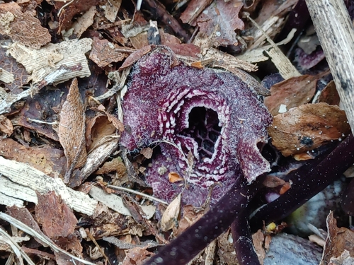Asarum unzen iNat (3)