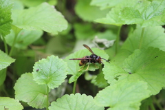 Vespa velutina nigrithorax